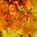 갈바람 불면 이미지