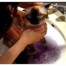 ＜고양이목욕에 관한 모든것＞고양이 목욕시키는 순서와 요령..그리고 체계적인 이론까지... 이미지