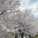 천안천 | 천안 벚꽃 천안천 숨은 명소 주차 정보