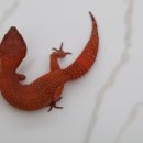 시스터게코