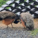 다온카페 이미지