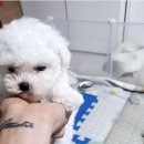 냥만스럽개 이미지