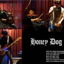 허니독(honey dog) 이미지