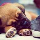 메리트원 동물의료센터 이미지