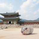 달빛 햄스터리 이미지