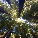 레드우드 이미지