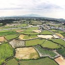 보성리사무소 | [제주탐구] 787년 역사의 2만 2000km 흑용만리(黑龍萬里) 밭담! ‘울멍줄멍한’ 돌담/돌트멍 신비 (2020...