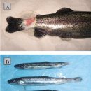 Flavobacterium psychrophilum감염 냉수병(cold water disease, CWD) 이미지