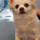 신비한 동물병원 인센텀 이미지