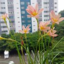 선세 이미지