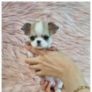 미앤유펫 강아지 고양이 원주점 이미지