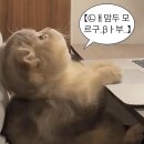 공병문농장 | 🇦🇺[호주 워홀]#2 초기 정착비용(출국 전/후) 총 정리🇦🇺