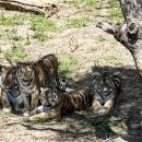 서울대공원 이미지