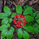 필바이오 이미지