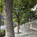 새나루약국 | [스누피의 풍경사진5.49] 강강술래그림, 죽은 것 같은 어린 참새, 몰래카메라 탐지, 역삼역풍경, 라스코...