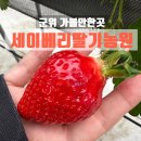 대구 군위 가볼만한곳, 세이베리딸기농원에서 딸기따기와 보틀케이크 만들기 체험 후기