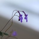 베토벤피아노 이미지