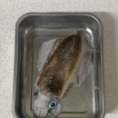 [집밥] 무늬오징어와 소금김밥