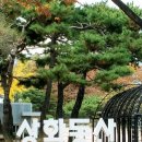 소망이 자라는 나무 이미지