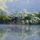 밀양댐생태공원 | 5월 밀양 당일치기 | 위양지 이팝나무 물안개 + 생태공원 등나무 + 트리인블루 목향장미
