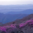 국립공원별 진달래·철쭉꽃 개화시기와 장소 소개 이미지