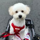 퍼플퍼피 이미지