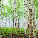 자작나무 숲 이미지