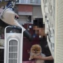 디오레 포메라니안 이미지