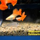 오스테오인 이미지