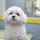 왈왈이발소 이미지