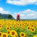 문은 계속 열려 있는데 지금 놓치면 못 봐요... 주민 손으로 일군 10만 그루 해바라기 정원 이미지