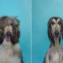 다Dog다Dog 이미지