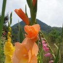 보니타(BONITA) 네이버블로그