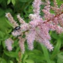 창포 목장 이미지