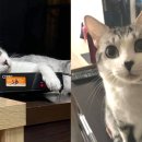 뿔난강아지 이미지