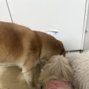 샤이니덴탈 이미지