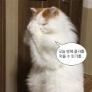 마늘과올리브 이미지