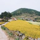 가을동화펜션 | 청산도 여행 유채꽃 봄꽃 여행 추천(개화 시기, 배편 등)