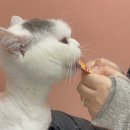 미용하냥 이미지