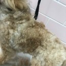 핫독애견 이미지