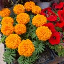 오늘은 생선구이 이미지