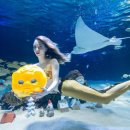 황금아쿠아 이미지