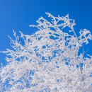 청솔(171) 이미지