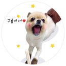 클라이네독 | 믿고 살 수 있는 반려동물 펫편집샵 “클라이네독” 쏘초 사원 후기짱!!!