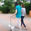 영애견 - 강서구 곰달래로 199 | 다른 사람과 반려견을 보면 짖는 강아지 산책 훈련 후기 | 말티즈 지니 [스테이영 맞춤 솔루션]