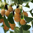 상주 상현리 반송 이미지