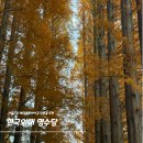 [서울근교] 한국외대 용인 글로벌캠퍼스 명수당 메타세콰이어 길ㅣ단풍명소,주차장,이정자 국수 정보