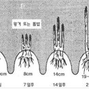 땅두릅 재배법 2 이미지