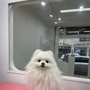 경주 동천동 새로오픈 강아지미용샵 댕블리냥, 봉구 1년전부터 케어해주신 믿을만한 원장님!