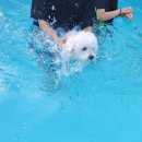 가평아름마루독채애견펜션 | 애견동반여행지:)가평아름마루 독채애견펜션에서 첫수영해보다🐾